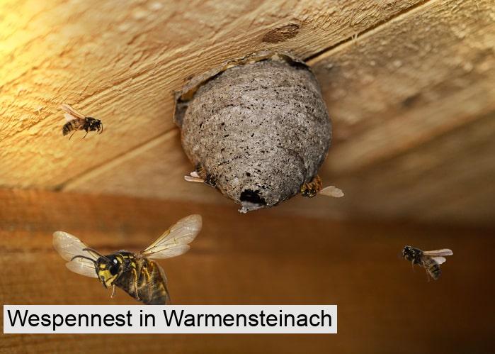 Wespennest in Warmensteinach